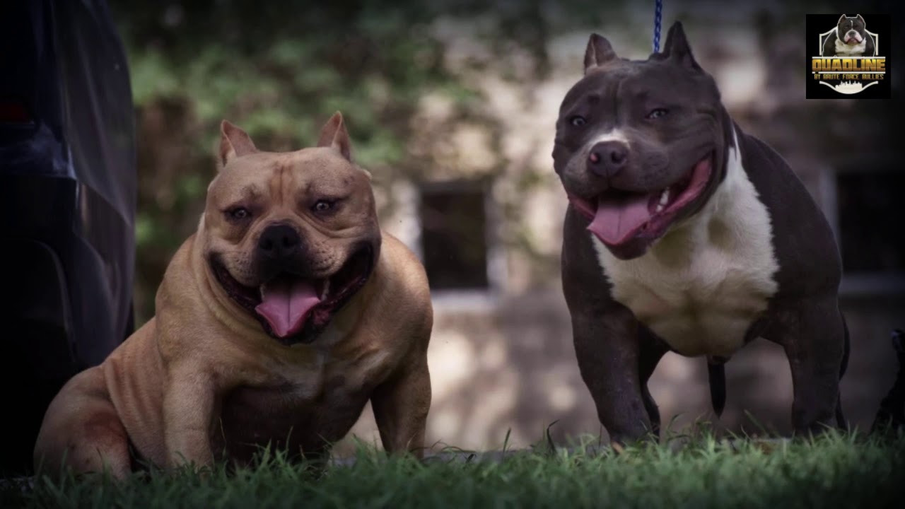 HOW MUCH DOES AN AMERICAN BULLY COST?, by BULLY KING Magazine, BULLY KING  Magazine