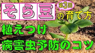 #3.そら豆の育て方【植えつけ、病害虫対策、成長を促すコツ】コンパニオンプランツ