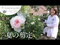 【バラの剪定】今が適期！ボレロの夏剪定