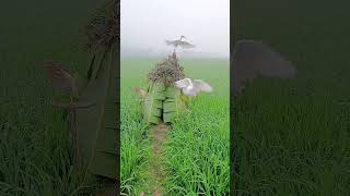 Where the Sky Never Ends | A Lone Bird in Free Flight