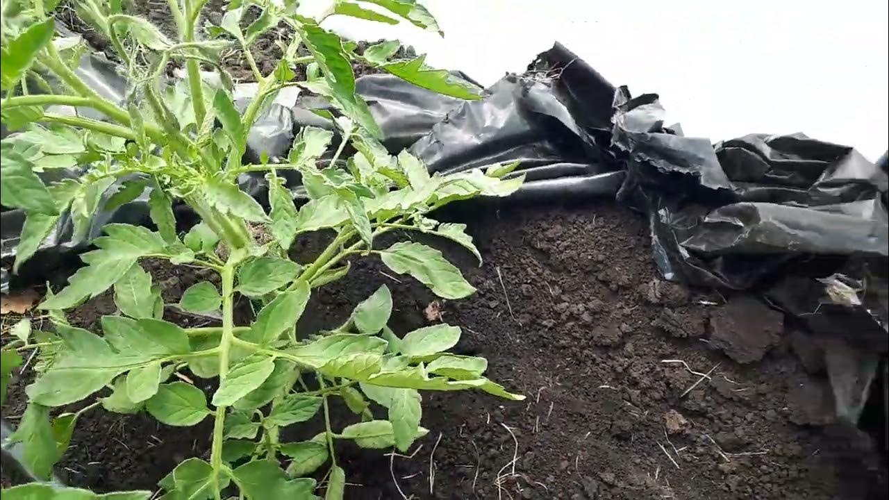 Томат соотношение корневая к вегетативной. Объём корня более 80л ...