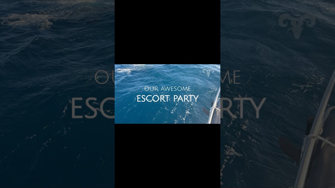 ⁣Our Awesome Dolphin Escort Party | Sailing ARGO