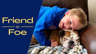 Are English Bulldogs Good with Kids? ABSOLUTELY! And here's why!