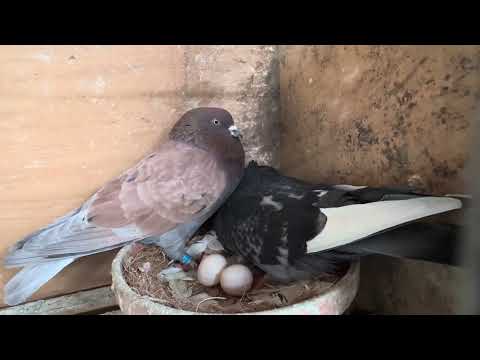 Kaftar Irani کبوتر ایرانی ونکوور کانادا 1