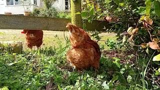 Chickens in the afternoon sunshine 6th of May 2024