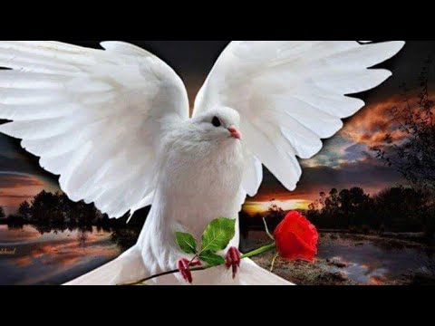 هذه الرساله يرسلها لك شخص متوافي يقول في ناس كتيره عاشوا وماتو ميعرفوش الحب