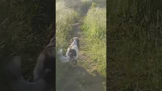 My first off lead walk since my operation by Finn the Spaniel  4 views 10 months ago 3 minutes, 20 seconds
