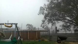 Lightning strikes tree, kills 4 cows