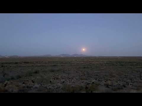 Coyotes barking and howling at the strawberry full moon. 6/3/2023 - YouTube