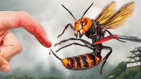 STUNG by the Murder Hornet!