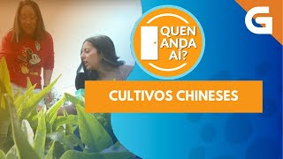 🥬🥒  Verza, leituga, cebolas ou coandro chinés na HORTA de YUQUING YANG na CORUÑA