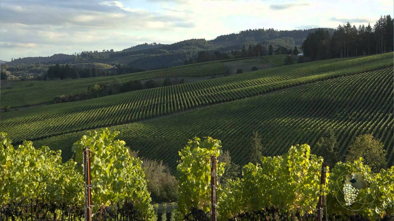 Atlas Vineyard Management Grapes Sales & Marketing