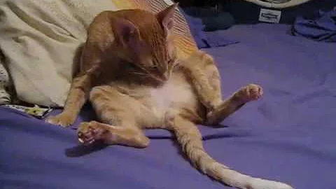 Watch the video about Peterbald Cat, Peterbald Cats, Peterbald Kitten, Russian Peterbald cleaning himself lol