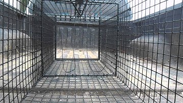 14"x14" Beaver Trap-FAST & OPEN