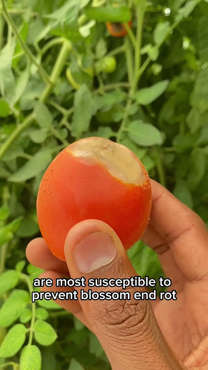 Blossom end rot #dripirrigation #tomato #cropcare #tomatocrop #farming #garding #garderning #viral