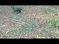 Ground squirrel 🦫 peeks out from its hole / Ховрашек 🦫 выглядывает с норки #gopher #groundsquirrel