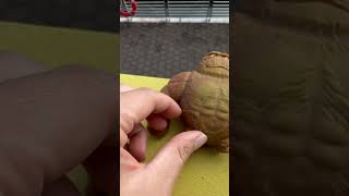 Squishy monkey drop test #monkey #funny #asmr #droptest