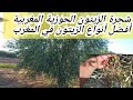 شجرة الزيتون الحوزية المغربية من افضل انواع أشجار الزيتون في المغرب انتاج كبير و جودة عالية 