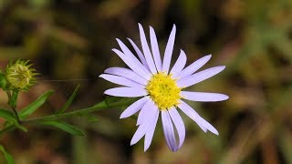 山野草・秋編＃21　ヤマジノギク（アレノノギク）