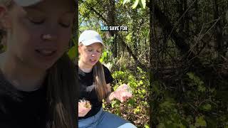 Collecting milkweed seeds. 🦋 #SeedCollecting #nativeplants #natureshorts