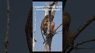 Leopards fighting over a deer kill on top of the tree