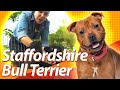 STAFFORDSHIRE BULL TERRIER: Cão de Guarda ou Cão Babá? の動画、YouTube動画。