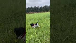 Lab pointer mix
