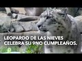 Leopardo de las nieves celebra su 9no cumpleaños.