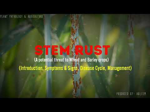 Stem Rust Disease of Wheat & Barley | Symptoms | Disease cycle | Management