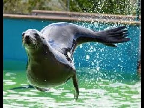 Sea Lions Show