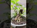 Pres lagi & pilih percabangan Loa,Bogel#bonsai #bonsaisancang #bonsaitree #bonsaiindonesia