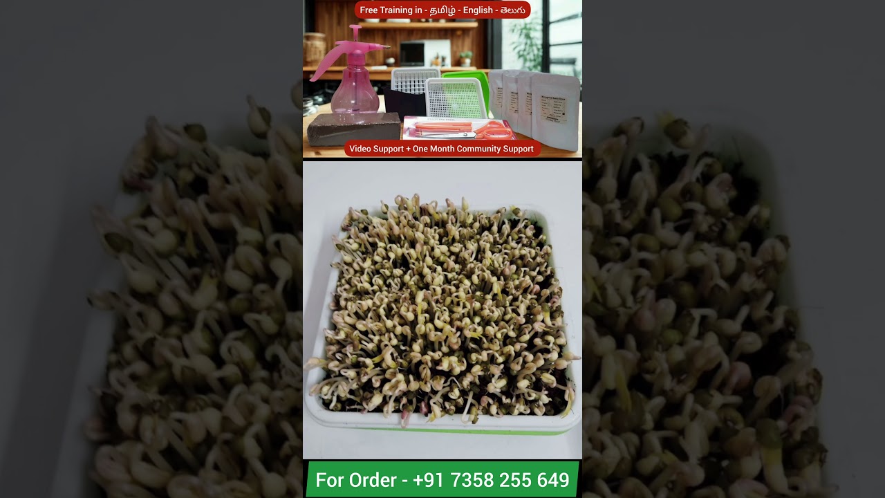 Набор для выращивания микрозелени в домашних условиях + месяц бесплатного обучения | Регистрация ...