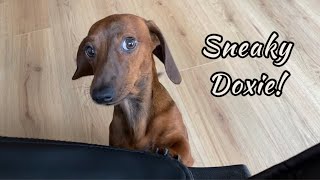 Sneaky mini dachshund