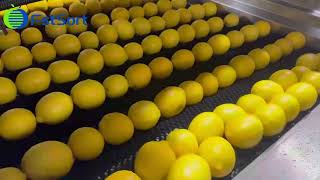 Lemon Washing Drying and Sorting Line