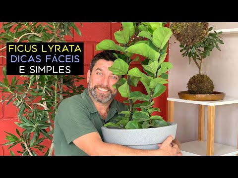 Vídeo: Plantas De Casa. Ficus - Crescendo E Cuidando