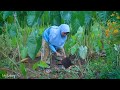 Mengolah Ubi Cilembu Tanpa Oven | indahnya hidup didesa