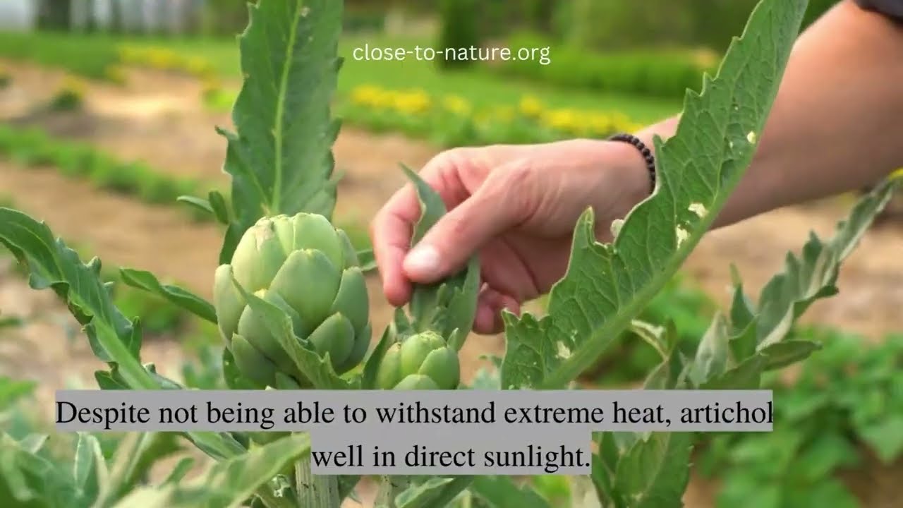 Simple Steps to Grow Artichokes in a Container