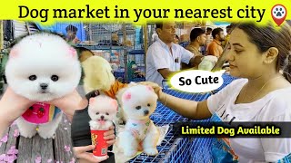 Dog market in your nearest city | Pomeranian dog | teacup dog | pocket dog | cute small dog | #viral by Rajesh5G 19,742 views 8 days ago 3 minutes, 12 seconds