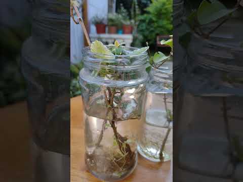 Video: Técnica de corte de raíz: aprenda a tomar esquejes de raíz de las plantas