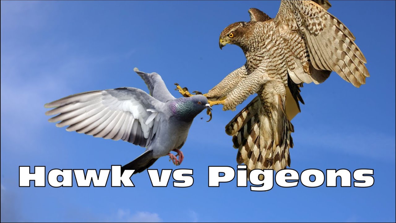 Ястреб тетеревятник в деле |Trailer