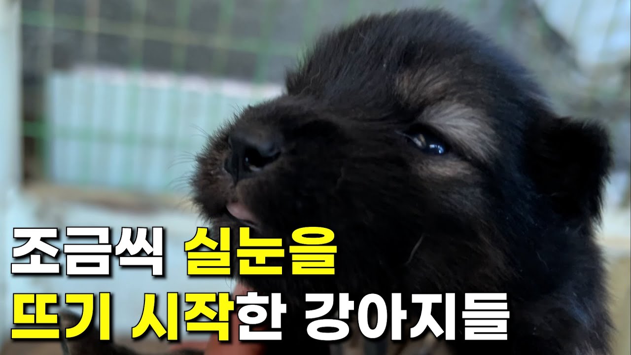 생각보다 더 크게 자라서 깜짝 놀랐습니다. | 6마리 진돗개 블랙탄, 백구, 재구 강아지 | 재구 재복이의 자견들 - YouTube