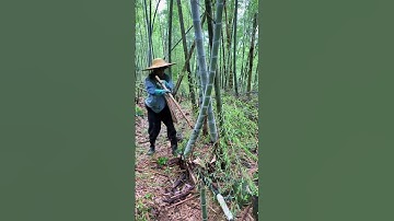 The process of cutting bamboo easily #shorts