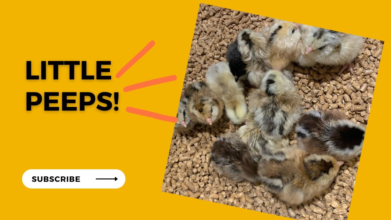 Baby Chicks! - YouTube