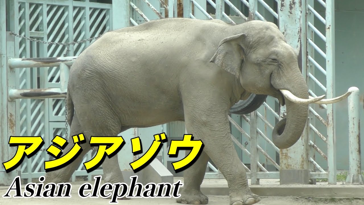 ゾウ アジアゾウの生態 アジア最大の動物 その特徴と人間との関わり Asian Elephant 象 Youtube