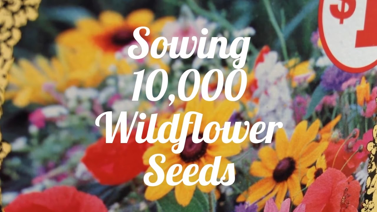 Sowing 10,000 Wildflower Seeds 🌼 YouTube