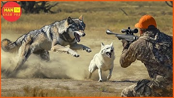 Video Full 4k - Thợ Săn Mỹ Đối Phó Với HÀNG TRIỆU Con Sói Bằng Chó Săn Như Thế Nào?