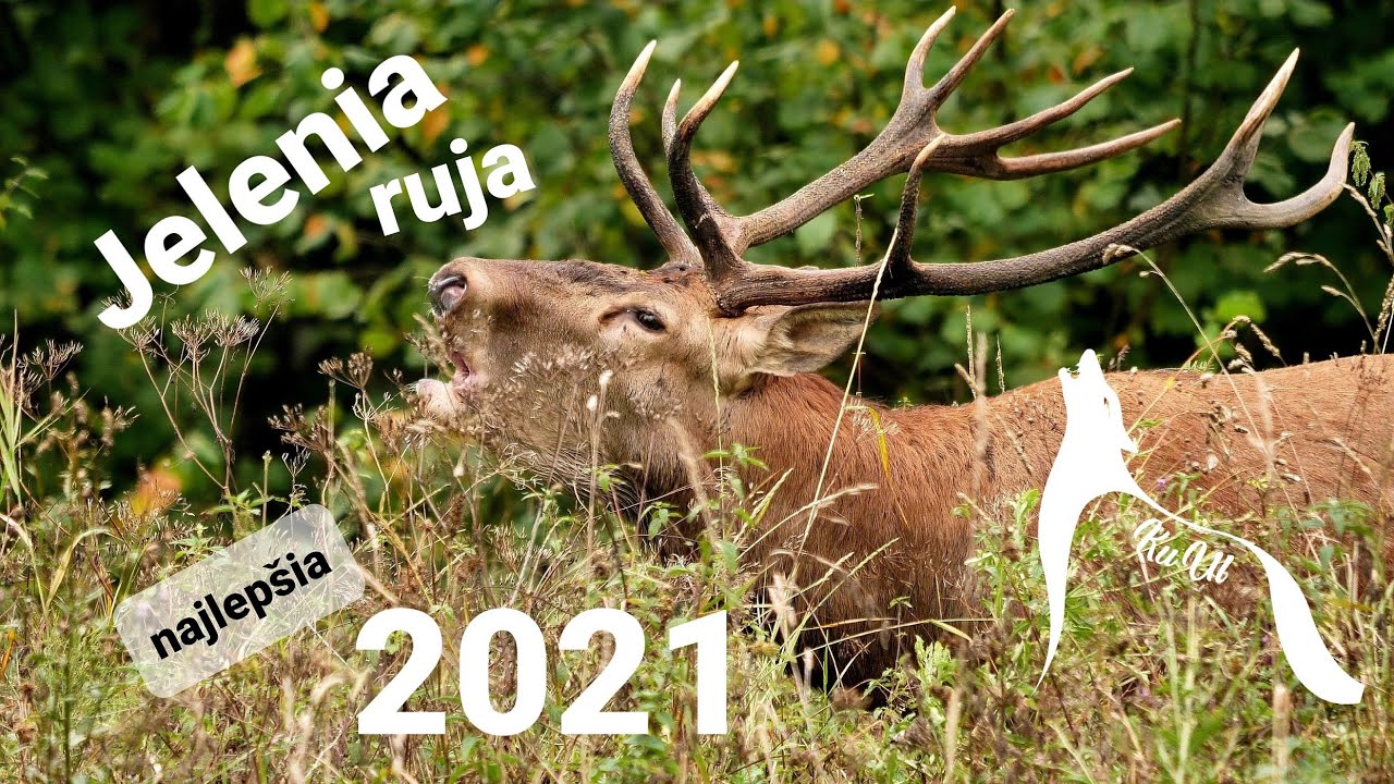 Najlepšia Jelenia ruja na Liptove 2021