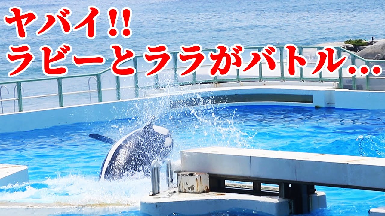 シャチ喧嘩】ラビーとララがまさかの大バトル・・・ 鴨川シーワールド