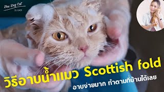 วิธีอาบน้ำแมว Scottish Fold อาบง่ายมาก ทำตามที่บ้านได้เลย