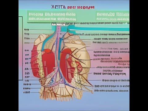 ПОЧЕМУ ВНУТРЕННИЕ ОРГАНЫ